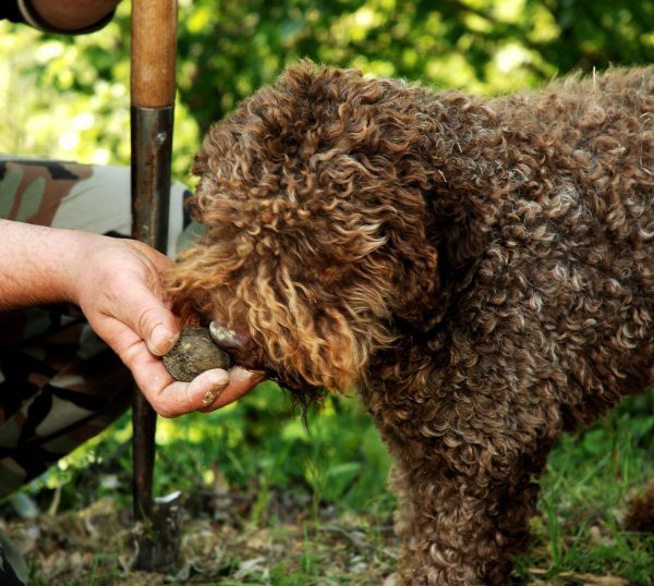 Truffle Hunting & Cooking Tour Lifestyle Vacations France